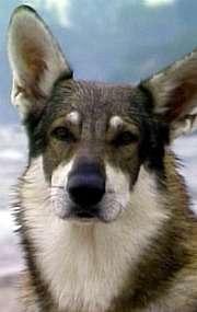 Актер Лондон