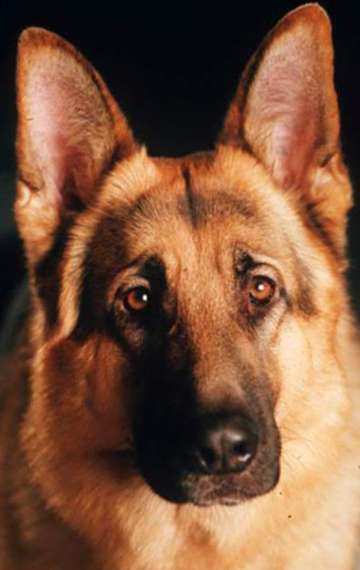 Фото Санто фон Хаус Цигельмайер