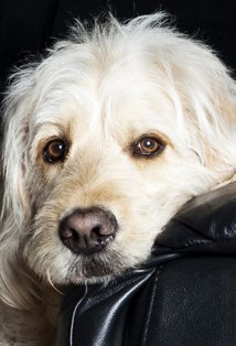 Актер Бокер