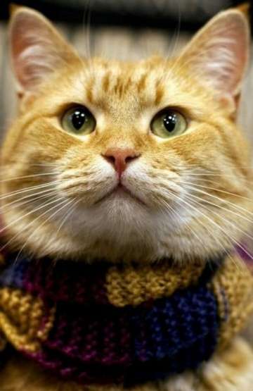 Актер Bob the Cat