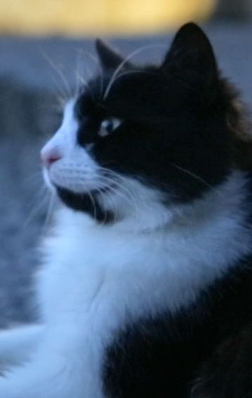 Актер Aslan Parcasi