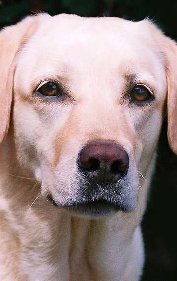 Актер Мэдисон